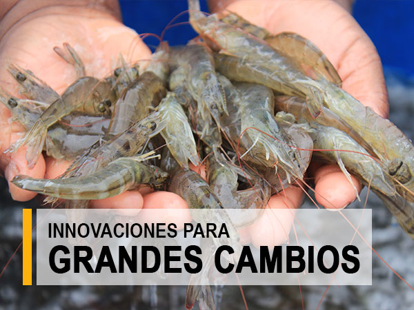 cimiento01